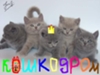 Кошкодром